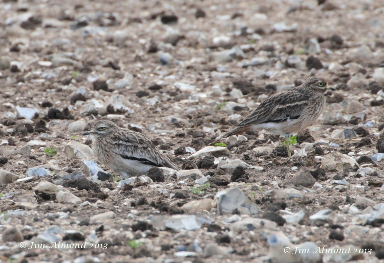Stone Curlew x 2 Norfolk 26 9 11 IMG_1543